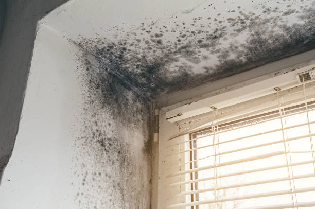 Affordable Mold Inspection And Testing solutions in McHenry, MD